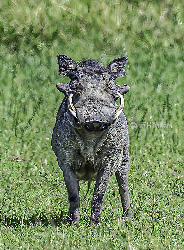 普通疣猪或疣猪(Phacochoerus africanus)是猪科(Suidae)的野生成员。肯尼亚马赛马拉国家保护区。